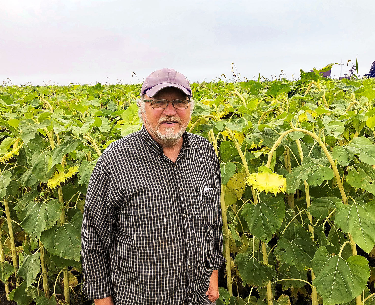 Sunflowers rise to new heights in Piatt County farmer’s rotation